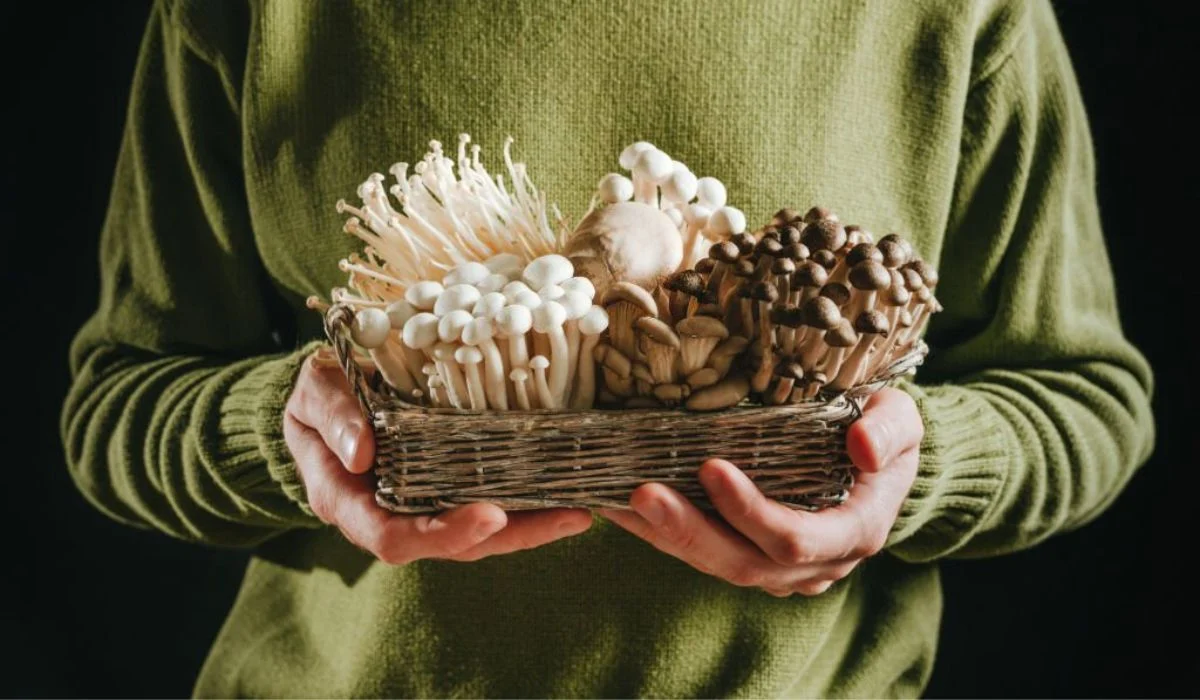 Medicinal Mushrooms For Brain Health How Effective Are They