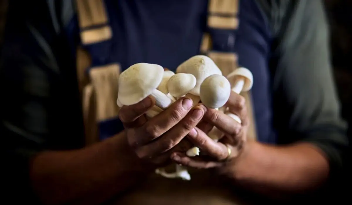 Mushrooms For Brain Fog