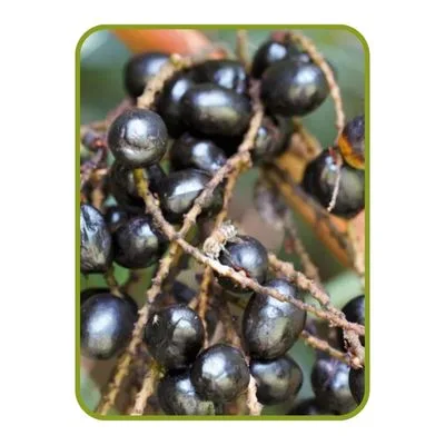Saw Palmetto Extract 