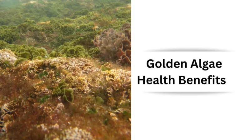 Golden Algae Health Benefits