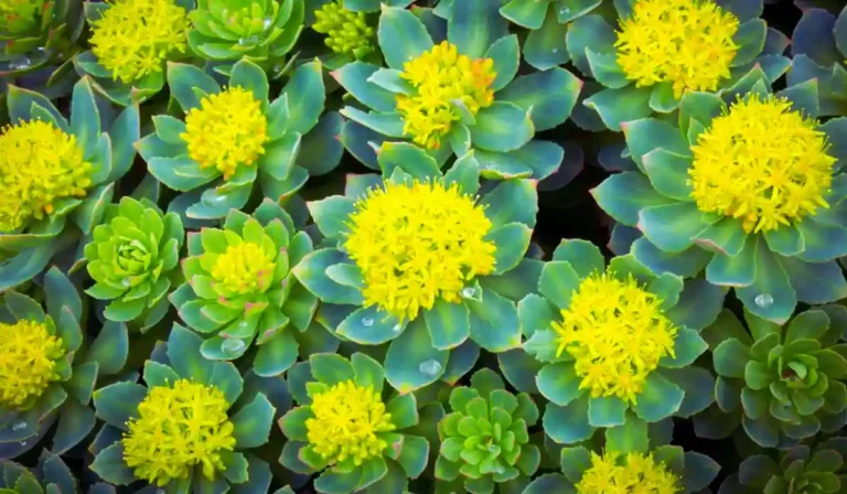 Rhodiola Rosea for Weight Loss