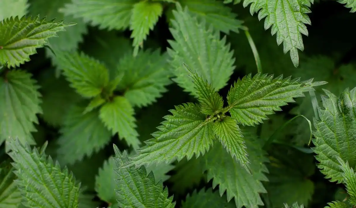 The Lesser-Known Effects of Stinging Nettle Leaf on Metabolic Rate